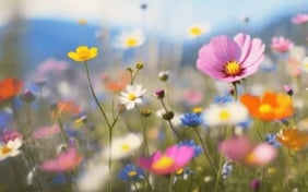 CBRE Flower 2025